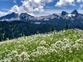 White flowers & mountain