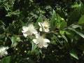 Myrtus communis in bloom Royalty Free Stock Photo