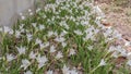 The White flowers named onion lily is a flowering plant grown in Ratchaburi province Royalty Free Stock Photo