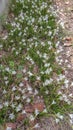 The White flowers named onion lily is a flowering plant grown in Ratchaburi province Royalty Free Stock Photo