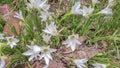 The White flowers named onion lily is a flowering plant grown in Ratchaburi province Royalty Free Stock Photo