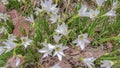 The White flowers named onion lily is a flowering plant grown in Ratchaburi province Royalty Free Stock Photo