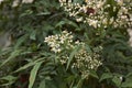 White flowers of Nandina domestica shrub Royalty Free Stock Photo