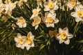 White flowers Narcissus background.