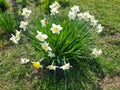 The white flowers of Narcissus tazetta bloomed in the garden. Narcissus tazetta close-up Royalty Free Stock Photo