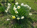 The white flowers of Narcissus tazetta bloomed in the garden. Narcissus tazetta close-up Royalty Free Stock Photo