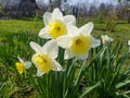The white flowers of Narcissus tazetta bloomed in the garden. Narcissus tazetta close-up Royalty Free Stock Photo