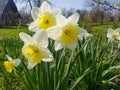 The white flowers of Narcissus tazetta bloomed in the garden. Narcissus tazetta close-up Royalty Free Stock Photo