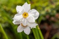 White flowers Narcisus poeticus in the garden Royalty Free Stock Photo