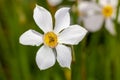 White flowers Narcisus poeticus in the garden Royalty Free Stock Photo