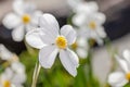 White flowers Narcisus poeticus on the gray background Royalty Free Stock Photo