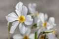 White flowers Narcisus poeticus on the gray background Royalty Free Stock Photo