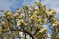 White blossom of PYRUS pyrifolia, Chinese Pear, in spring with new leaves against blue sky with light cloud background.