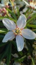 White flowers nature polen nature lewisham s.e. london