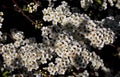 White flowers in nature