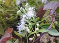 White flowers near a pond known as Chromolaena odorata, Eupatorium odoratum, Osmia odorata. Royalty Free Stock Photo