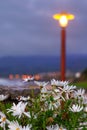 white flowers near a spannish beach Royalty Free Stock Photo