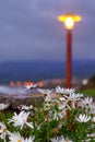 white flowers near a spannish beach