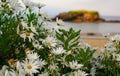 white flowers near a spannish beach