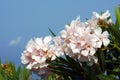 White flowers of nerium oleander