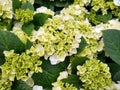 Hydrangea macrophylla `Clarissa` Royalty Free Stock Photo