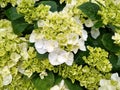 Hydrangea macrophylla `Clarissa` Royalty Free Stock Photo