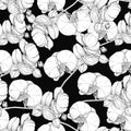 White  flowers orchid. Floral seamless pattern. Royalty Free Stock Photo