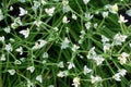 White flowers ornithogalum close-up. blooming spring garden, top view