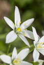 White flowers of ornithogalum