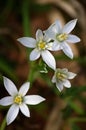 White flowers - Ornithogalum umbellatum Royalty Free Stock Photo