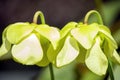 Pale pitcher plant sarracenia alata Royalty Free Stock Photo