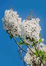 White flowers of paulownia tomentosa