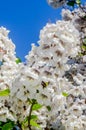 White flowers of paulownia tomentosa