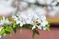 White flowers on a pear branch in spring.
