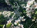 White flowers of pear lit by the sun