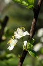 White flowers of pear