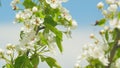 White flowers of on a pear tree. Pear blossom flowers in full bloom during spring. Close up.