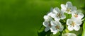 White flowers on a pear tree on a green background. Spring  background Royalty Free Stock Photo