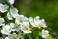 White flowers on a pear tree on a green background. Spring  background Royalty Free Stock Photo