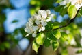 White flowers of a pear tree in the spring garden. Spring seasonal floral background with soft pear flowers.