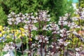 White flowers of Penstemon digitalis in the garden. Royalty Free Stock Photo