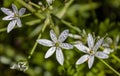 White flowers of the pentacle or Bethlehem stars with drops of water on the petals