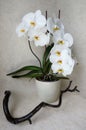 Phalaenopsis Sogo Yukidian in bloom