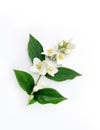 White flowers of Philadelphus coronarius, not jasmine, blooming buds of Hydrangeaceae family, petals and leaves Royalty Free Stock Photo