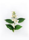 White flowers of Philadelphus coronarius, not jasmine, blooming buds of the Hydrangeaceae family, petals and leaves isolated on Royalty Free Stock Photo