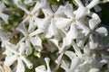 White flowers Phlox with water drops after the fresh rain. Still life. Spring background Royalty Free Stock Photo