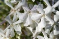 White flowers Phlox with water drops after the fresh rain. Still life. Spring background Royalty Free Stock Photo