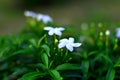 white flowers picture from garden 4k