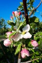 White flowers and pink buds of an apple tree against blue sky on a clear day close-up, vertical photo, selective focus. Concept Royalty Free Stock Photo