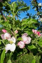 White flowers and pink buds of an apple tree against a blue sky on a clear day close-up, vertical photo, selective focus. Royalty Free Stock Photo